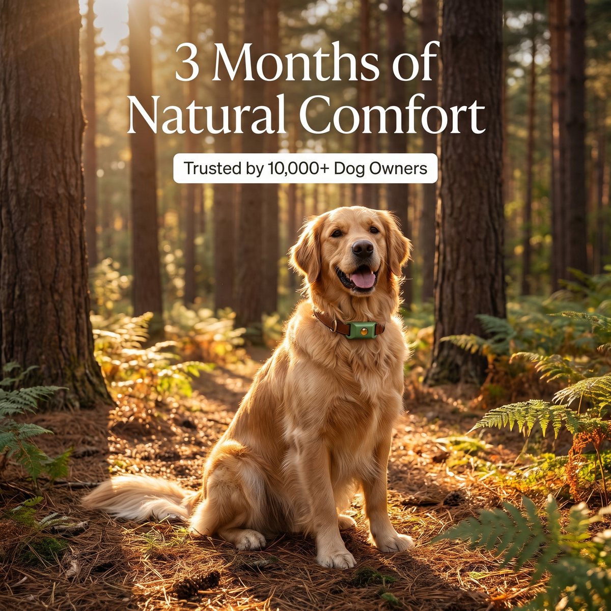 Nuvara™ Wellness Pendant - Dog Comfort Collar